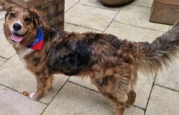 Jinx the dog at canine cuddles last year