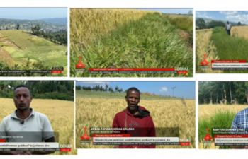 Jimma team on national TV with NbS testing grounds in the background