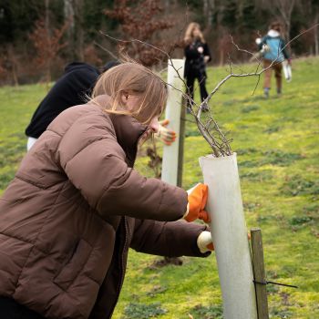 Tree planting
