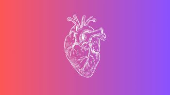 An illustration of a human heart against a pink background