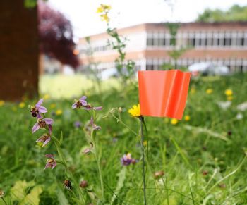 A bee orchid with an orange flag marking its location