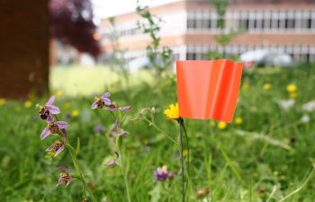 A bee orchid with an orange flag marking its location