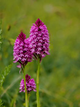 Pyramidal orchid