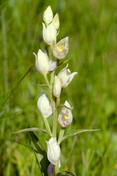 White helleborine