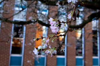 A tree on campus