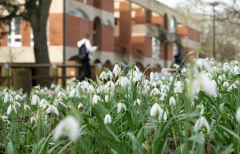 Spring image of University of Sussex campus