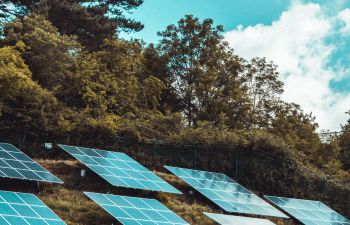 Solar panels among trees