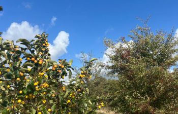 Fruit trees in front of bright blue skies in the forest food garden