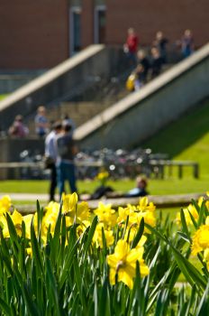 Daffodils in bloom in front of Library Square