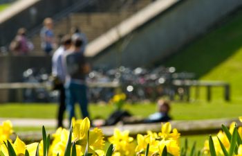 Daffodils in bloom in front of Library Square