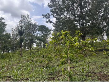Agroforestry plot, Olarash