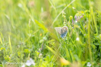 A butterfly perched within green grasses