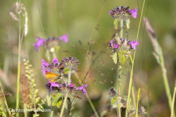 A close-up of wild meadow plants with small purple flowers, surrounded by soft green grasses. An orange-brown butterfly is perched on one of the blooms.
