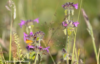 A close-up of wild meadow plants with small purple flowers, surrounded by soft green grasses. An orange-brown butterfly is perched on one of the blooms.