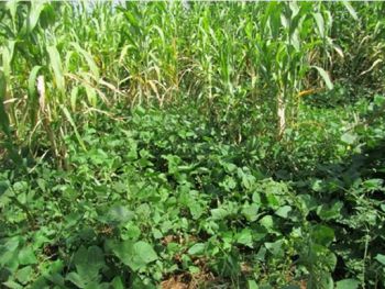 A main crop (maize) intercropped with a cover crop (lablab)