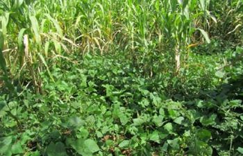 A main crop (maize) intercropped with a cover crop (lablab)
