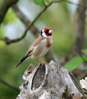 A goldfinch stands on a log against a forest background