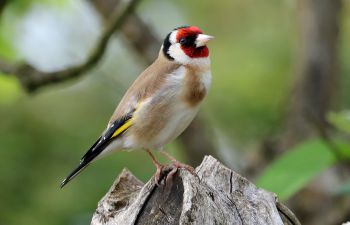 A goldfinch stands on a log against a forest background