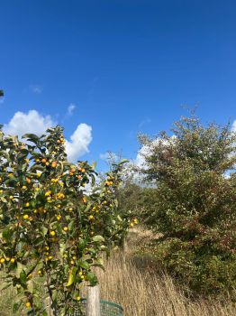 Orange fruits growing of a fruit tree in the Forest Food Garden on a sunny day
