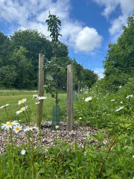 A young heritage orchard surrounded by wildflowers and green grass
