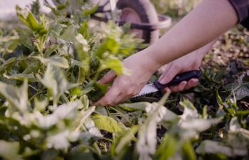 Harvesting leaves