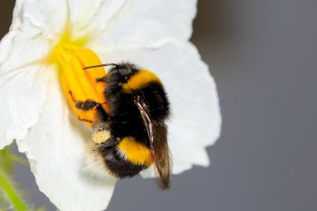Bee pollinating flower