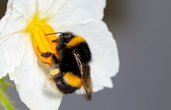 Bee pollinating flower