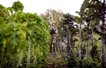A woman farmer on a trail of kale