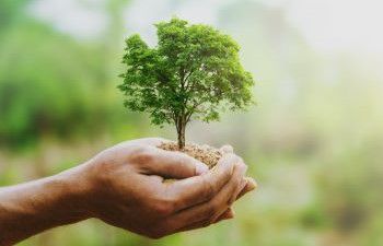 An image showing hands holding a tree