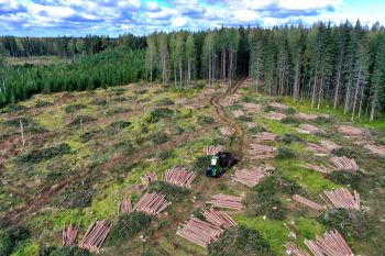 A forest landscape with trees cut down