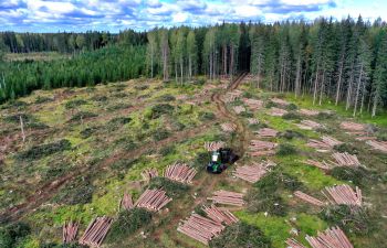A forest landscape with trees cut down