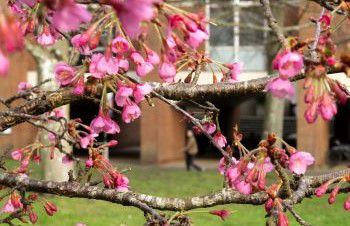 Spring image of blossom on campus