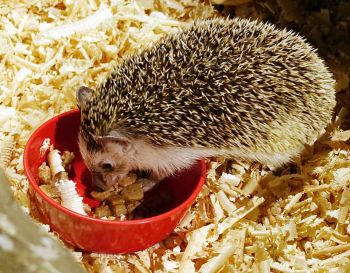 Hedgehog