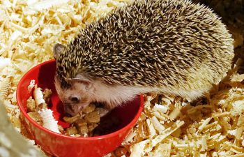 Hedgehog