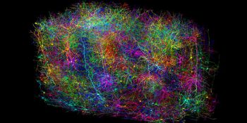 Brain connectivity map