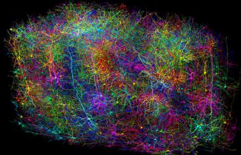 Brain connectivity map