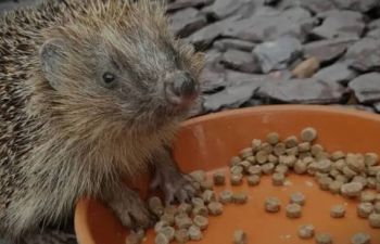 A hedgehog eating pet food
