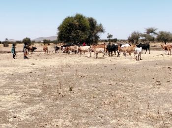 Pastoralists with their livestock on the move