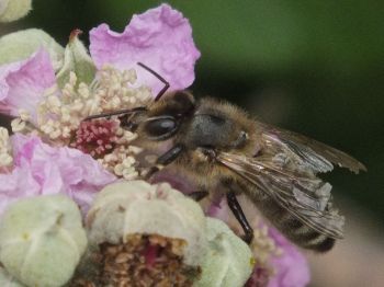 Honeybee on bramble