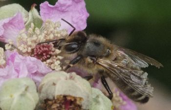 Honeybee on bramble