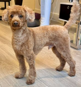 Arlo after a haircut