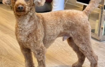 Arlo after a haircut