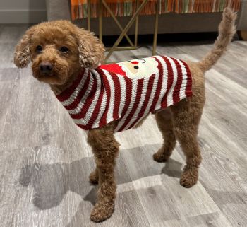 Arlo after a haircut