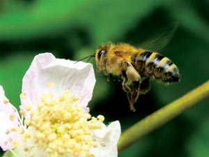 Bee hovering above flower