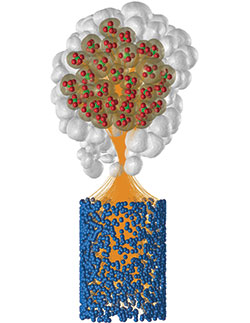 The related brain model of the olfactory brain parts of a bee