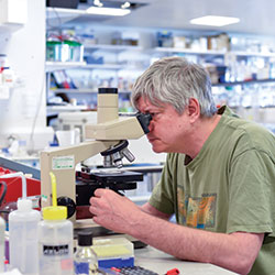 A researcher looking through a microscope