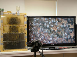 TV camera and observation hive