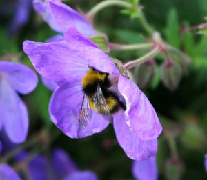 Bee feeding on Geranium