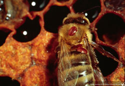 Varroa mites on an adult honey bee