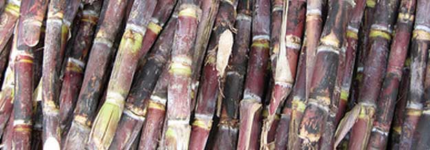 Sugar cane